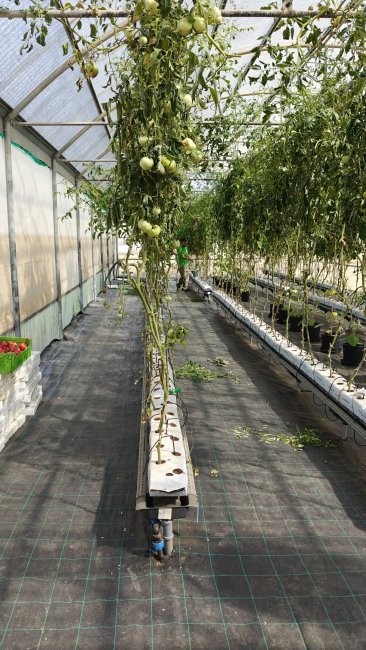 Agraria Azienda Agraria  - Agriculture