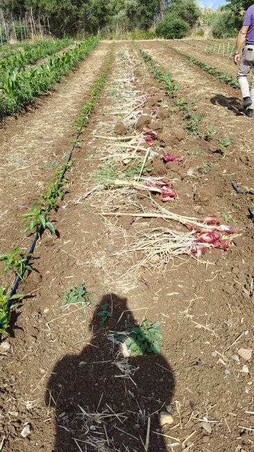 Agraria Azienda Agraria  - Agriculture